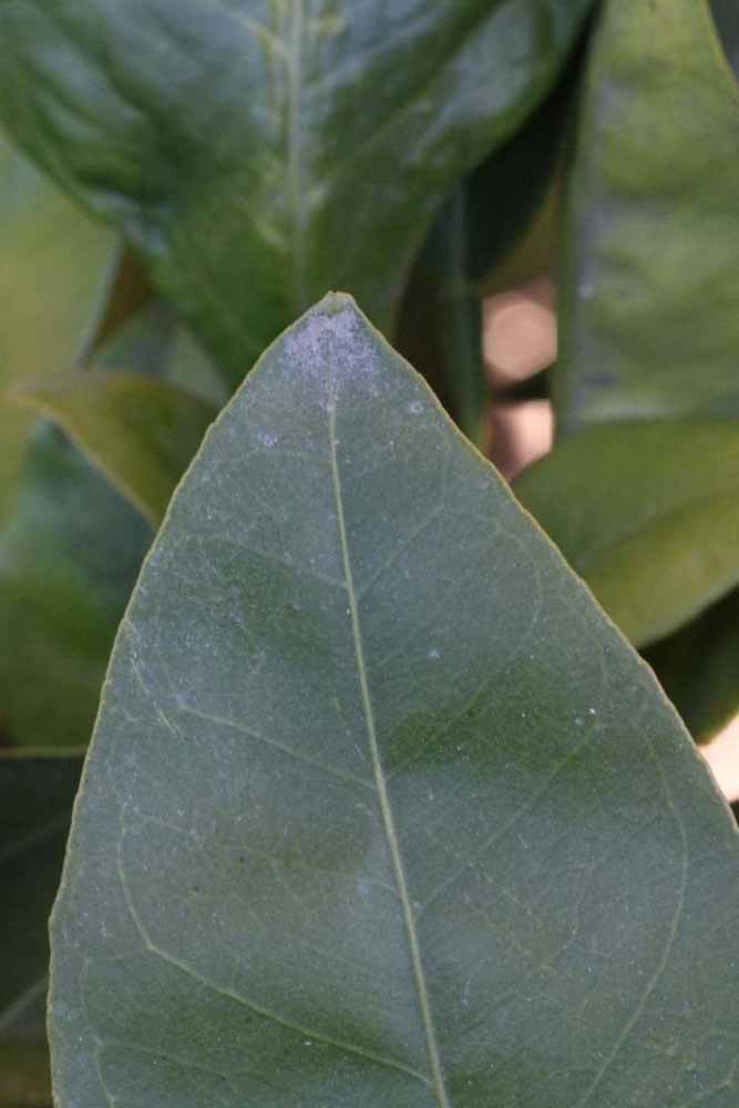              Margin (Riverside, CA)       